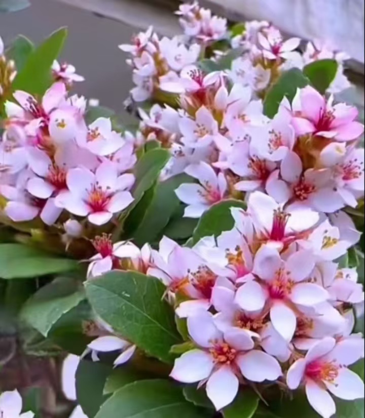 海岛春花，高山春花 ，下山活桩，花卉盆栽绿植，一物一拍