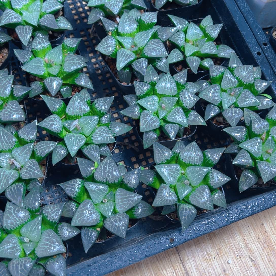 冰河寿多肉多肉一颗