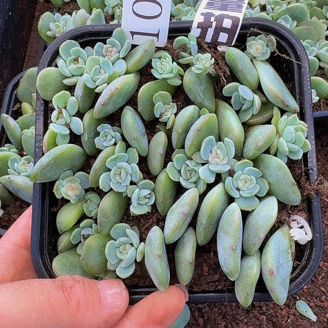 多肉植物多肉植物1052量拍