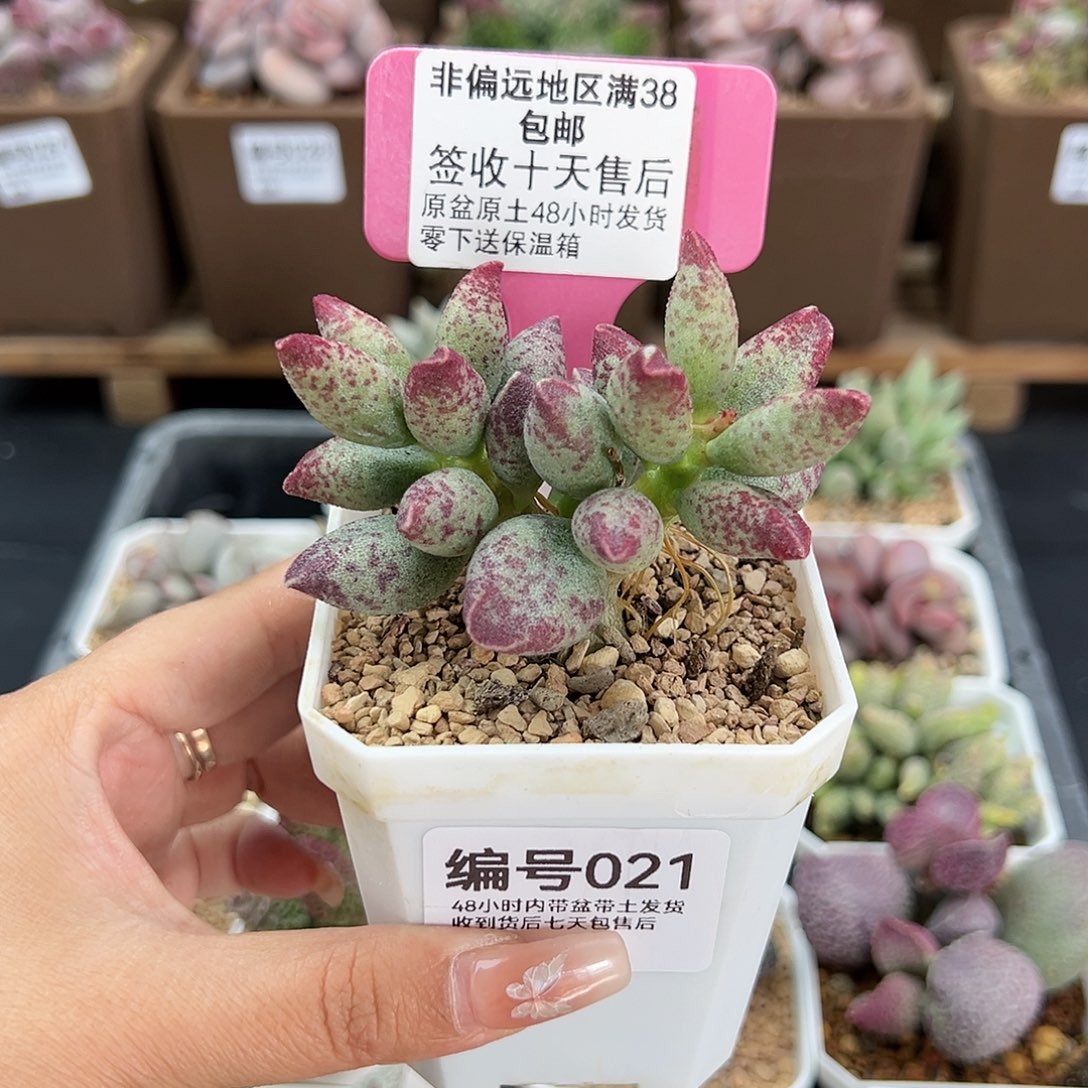 021艾薇多肉植物