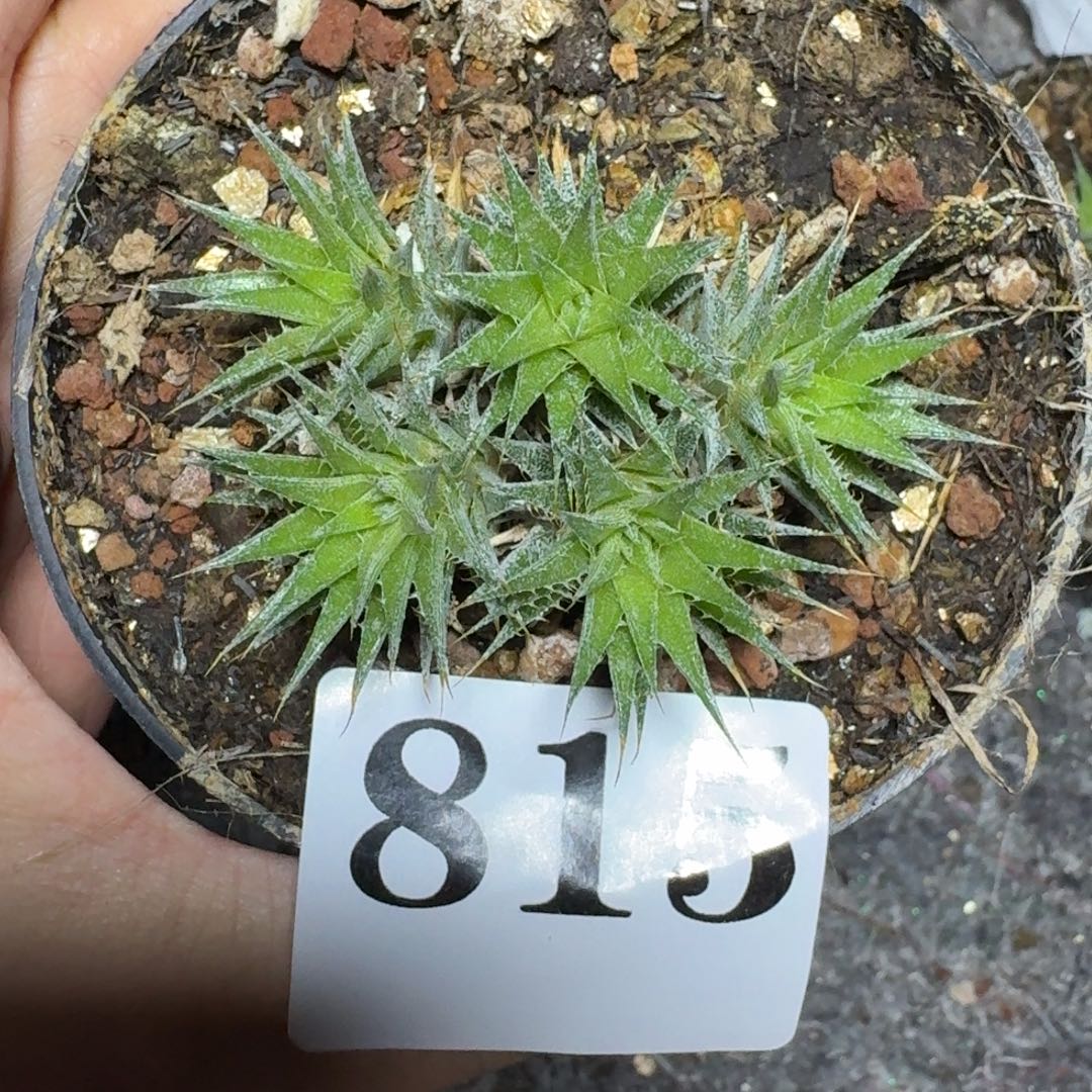 玻利维亚坨坨凤一物一拍多肉