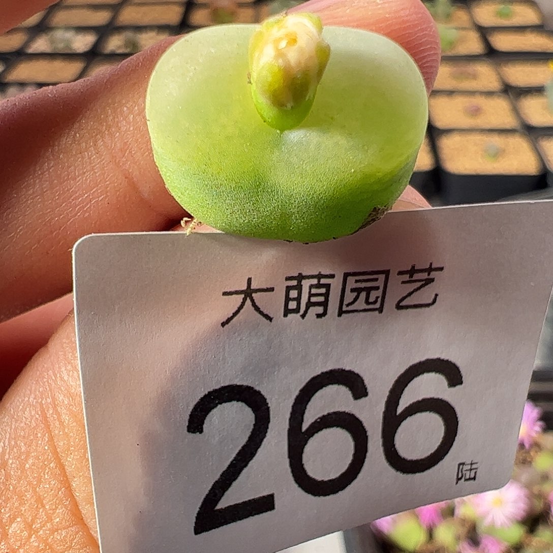 一物一拍。     冰风铃杂交266