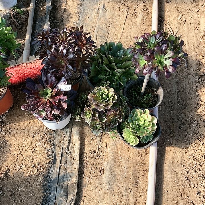 执*六科特价125多肉不包断