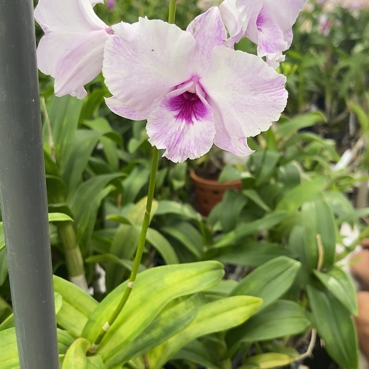 当前无花朵，栽培后可花朵霞光中奖192