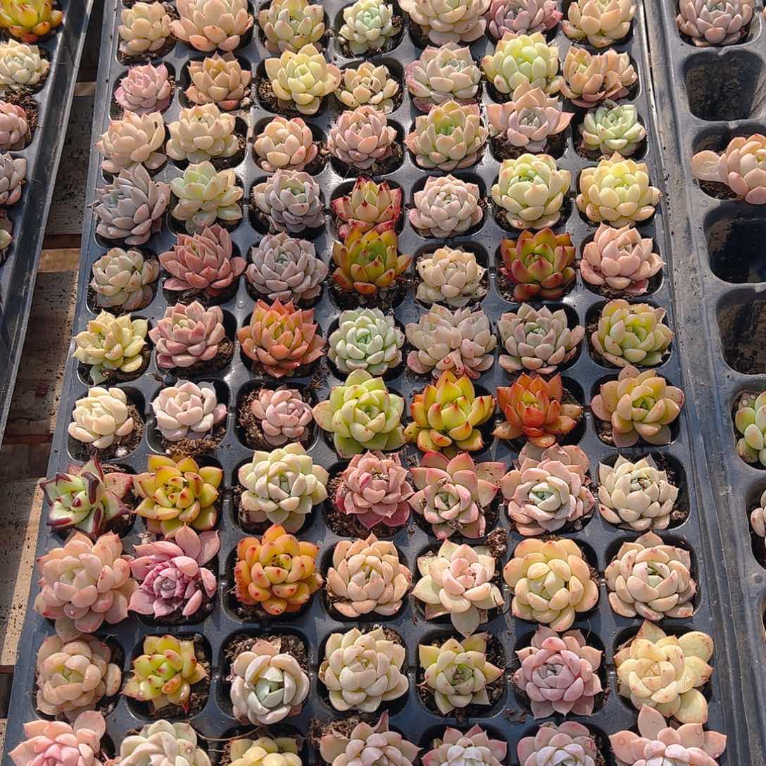 直播福利一物一拍05