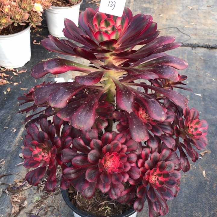 123号 香奶奶 多肉植物