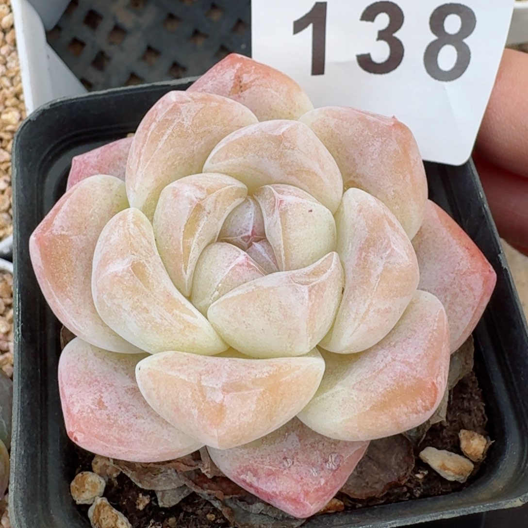 冰玉福利         精品多肉