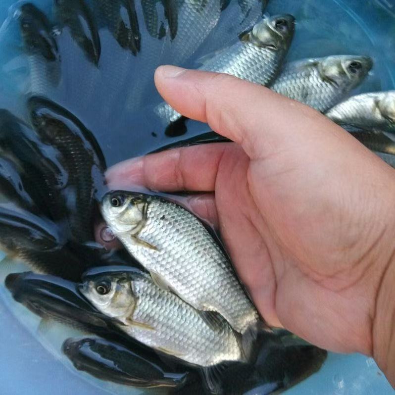 现场称重河里野生鱼