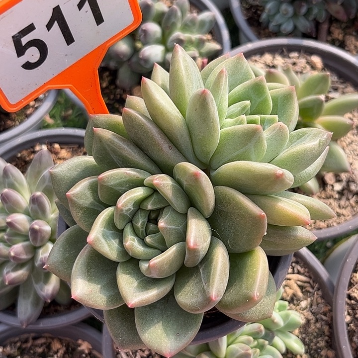 多肉植物一物一拍511