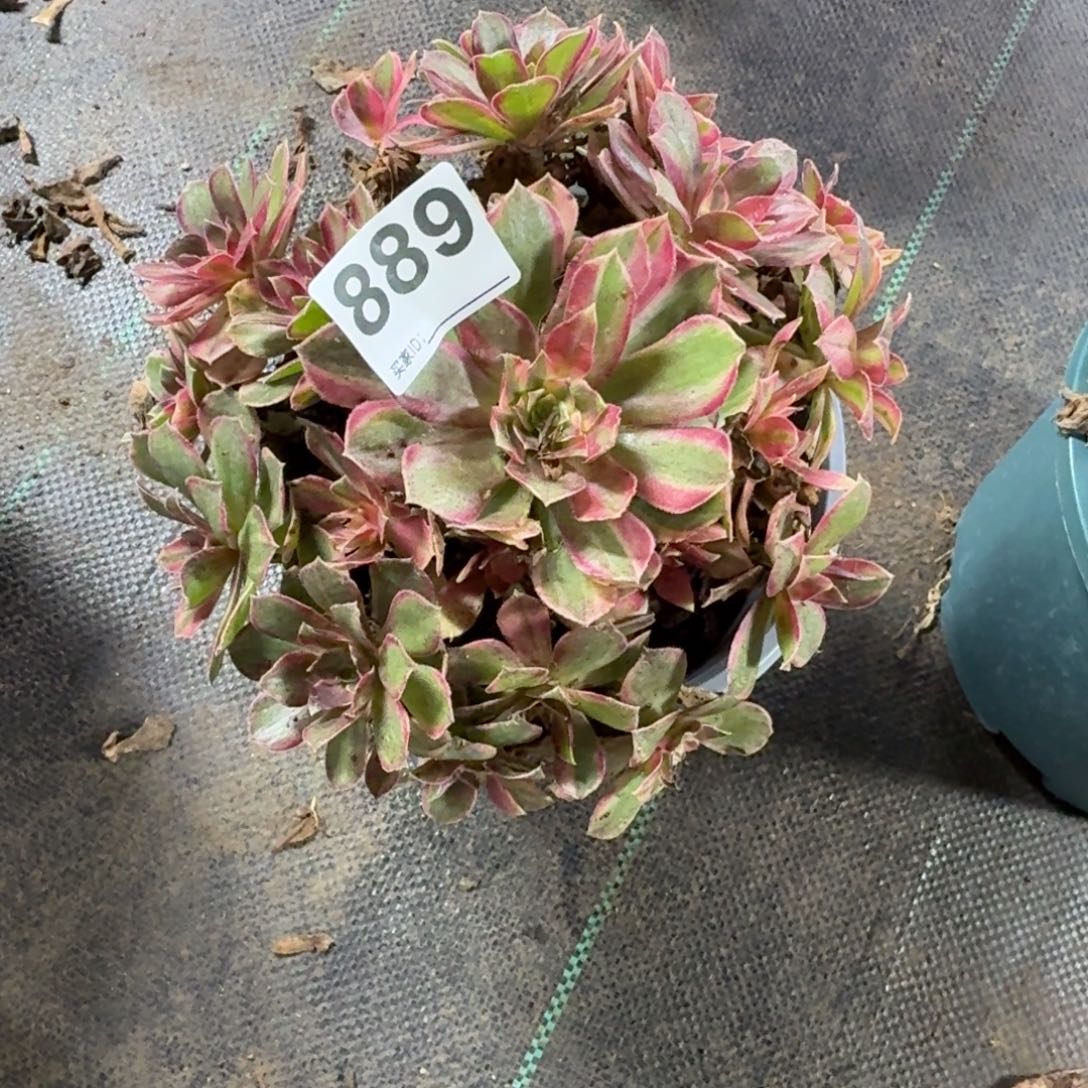 沐****黑墨镜多肉植物老庄889