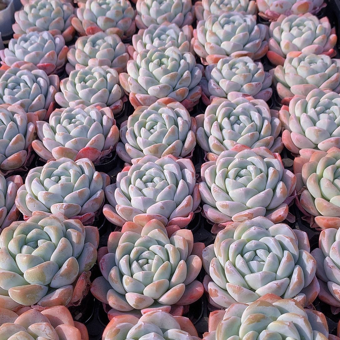 两颗冰玉24567788999990