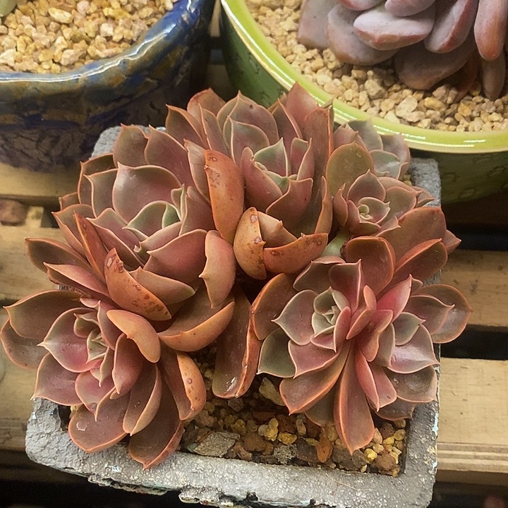 谷***合多肉植物肉肉植物