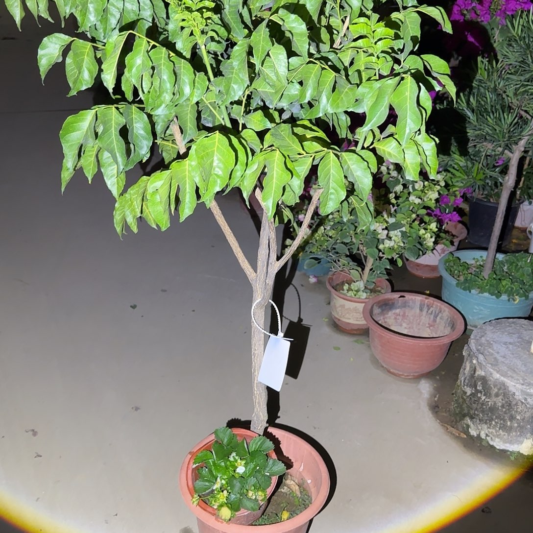 四***哥无花朵果树1111111111111