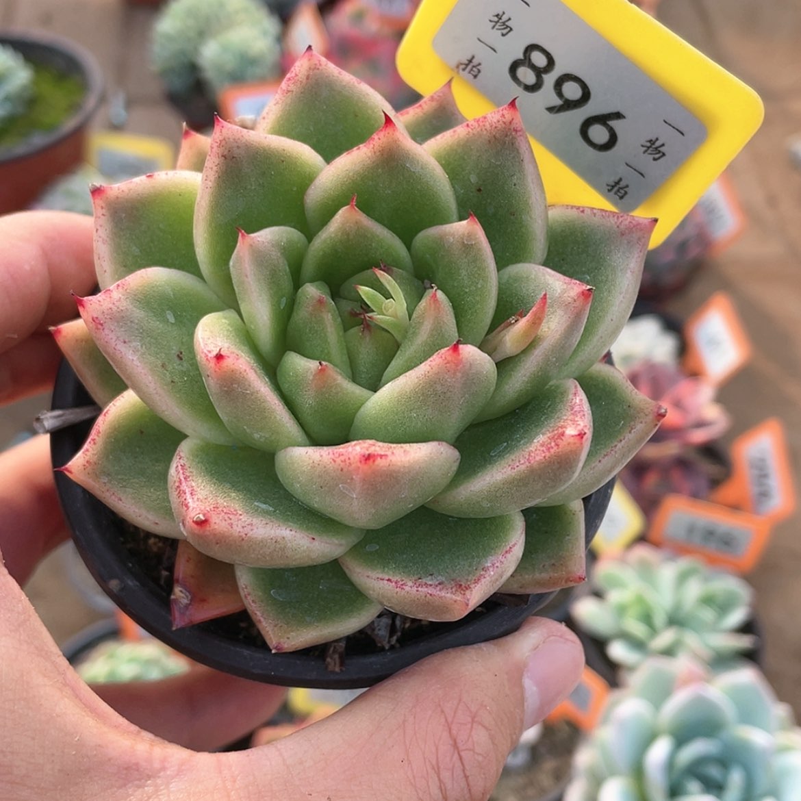 【闪购商品】896号