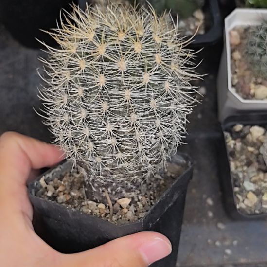 实生混乱玉直径6带盆土