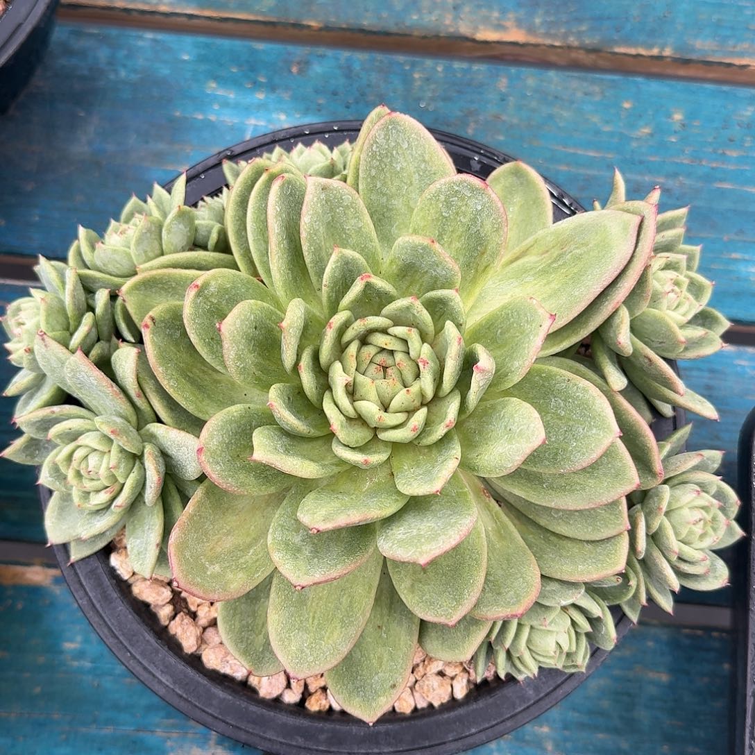 从前慢多肉编号雪鸟