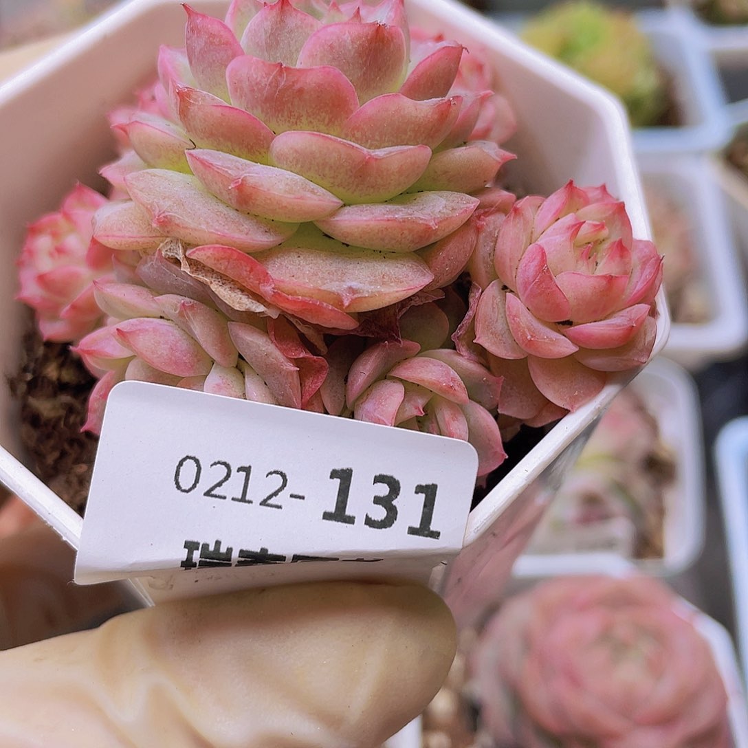 韵*000000000131一物一拍