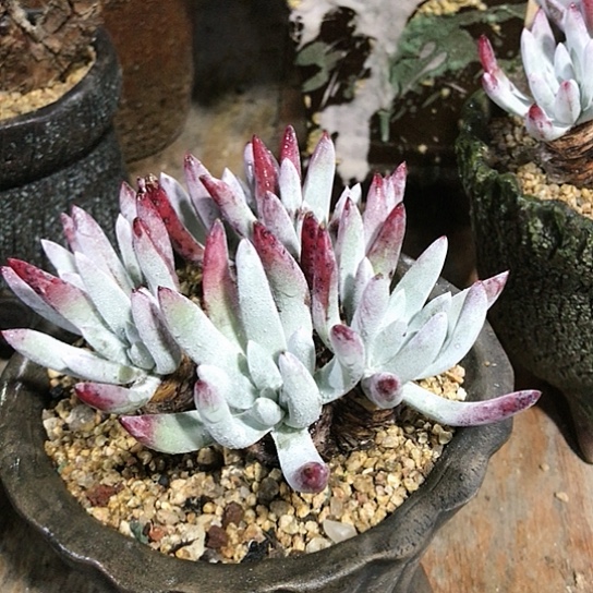 韩货原种棒叶仙女棒杯