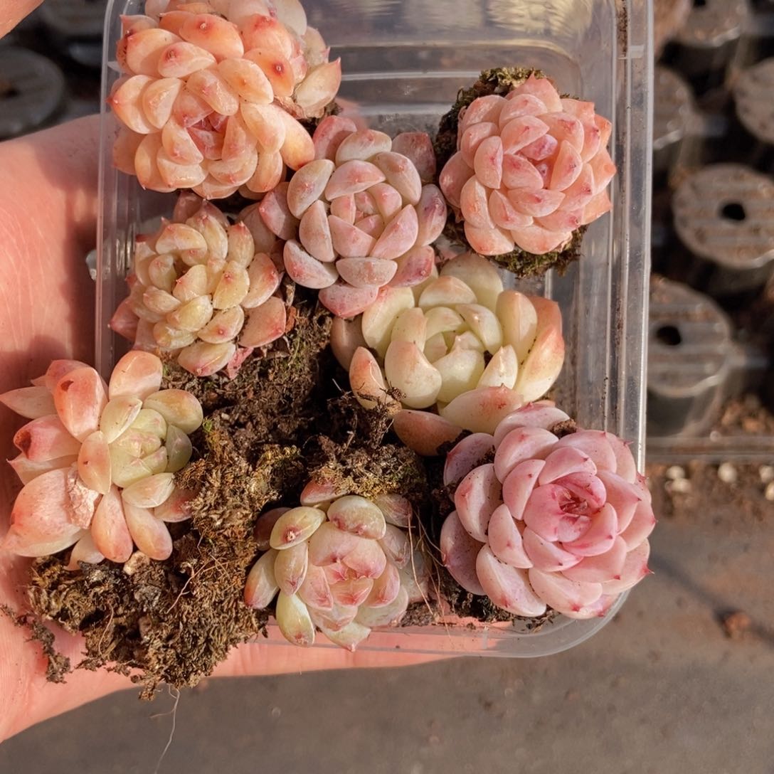 春泥家框拍链接S13