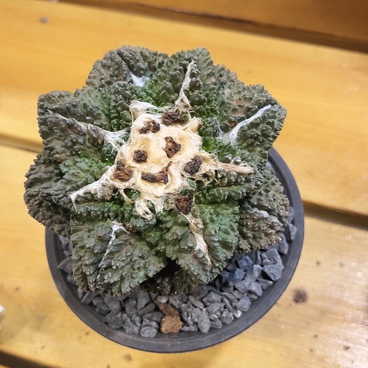 哥斯拉龟甲牡丹一物一拍