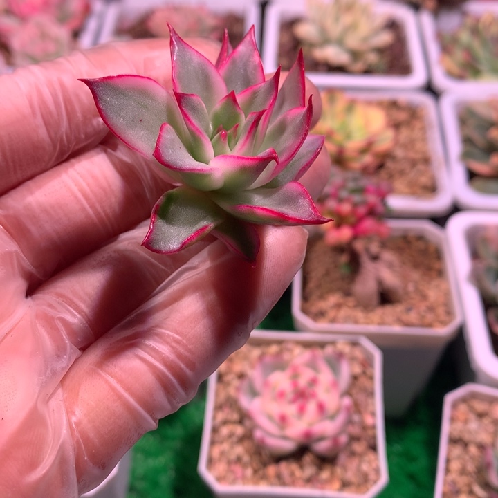 吉尔尔锦，锦哥多肉