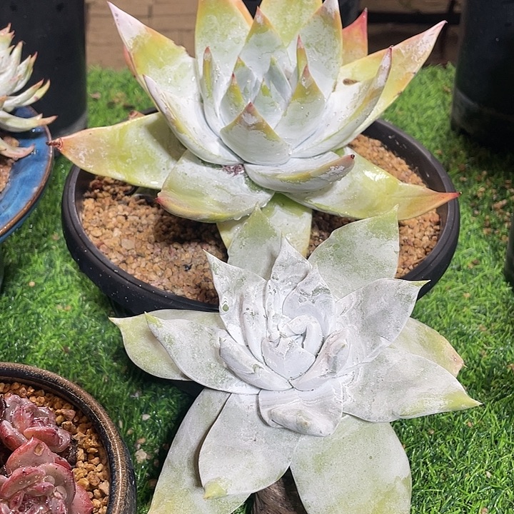 福利粗桩福利粗桩