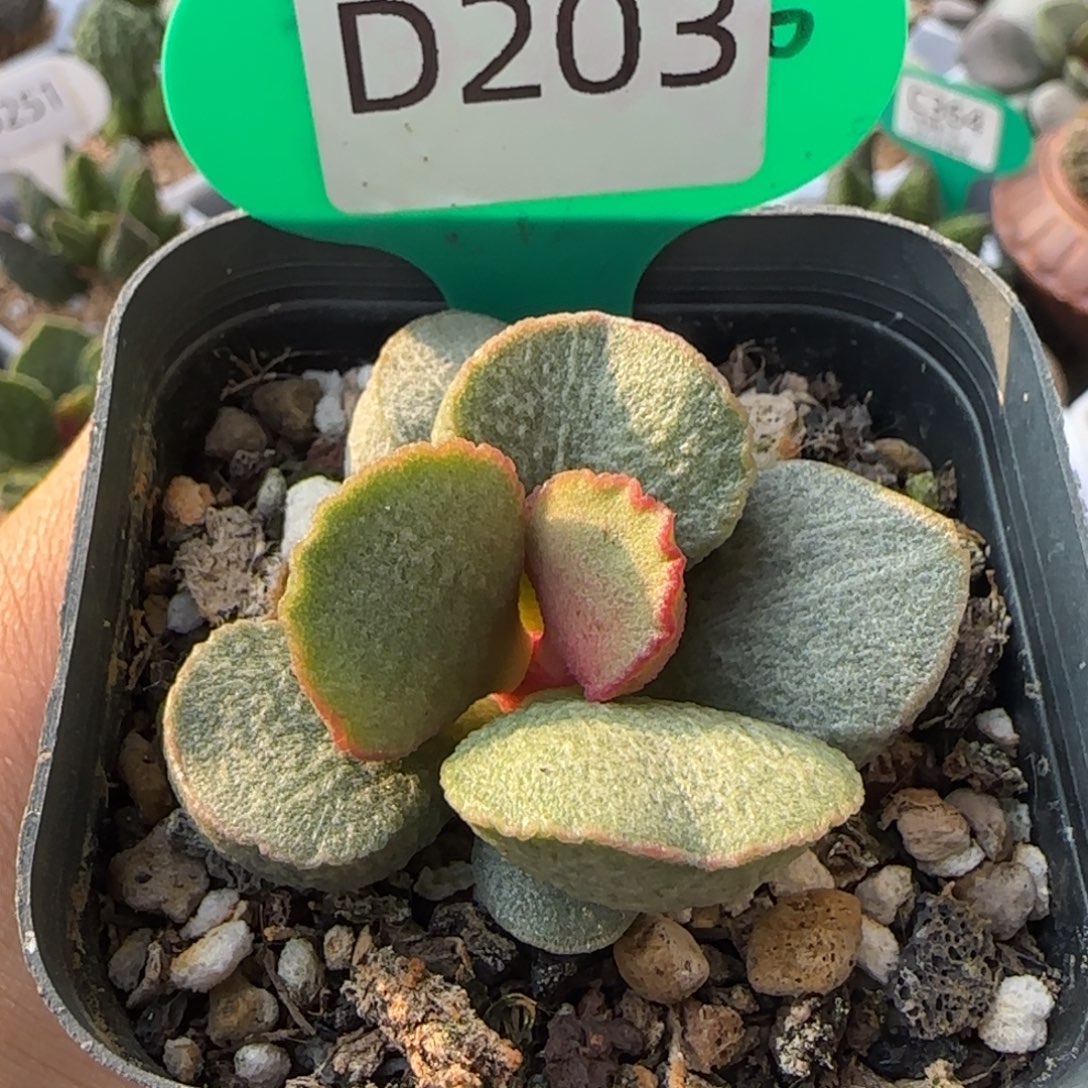 磨砂蛋。     203。    