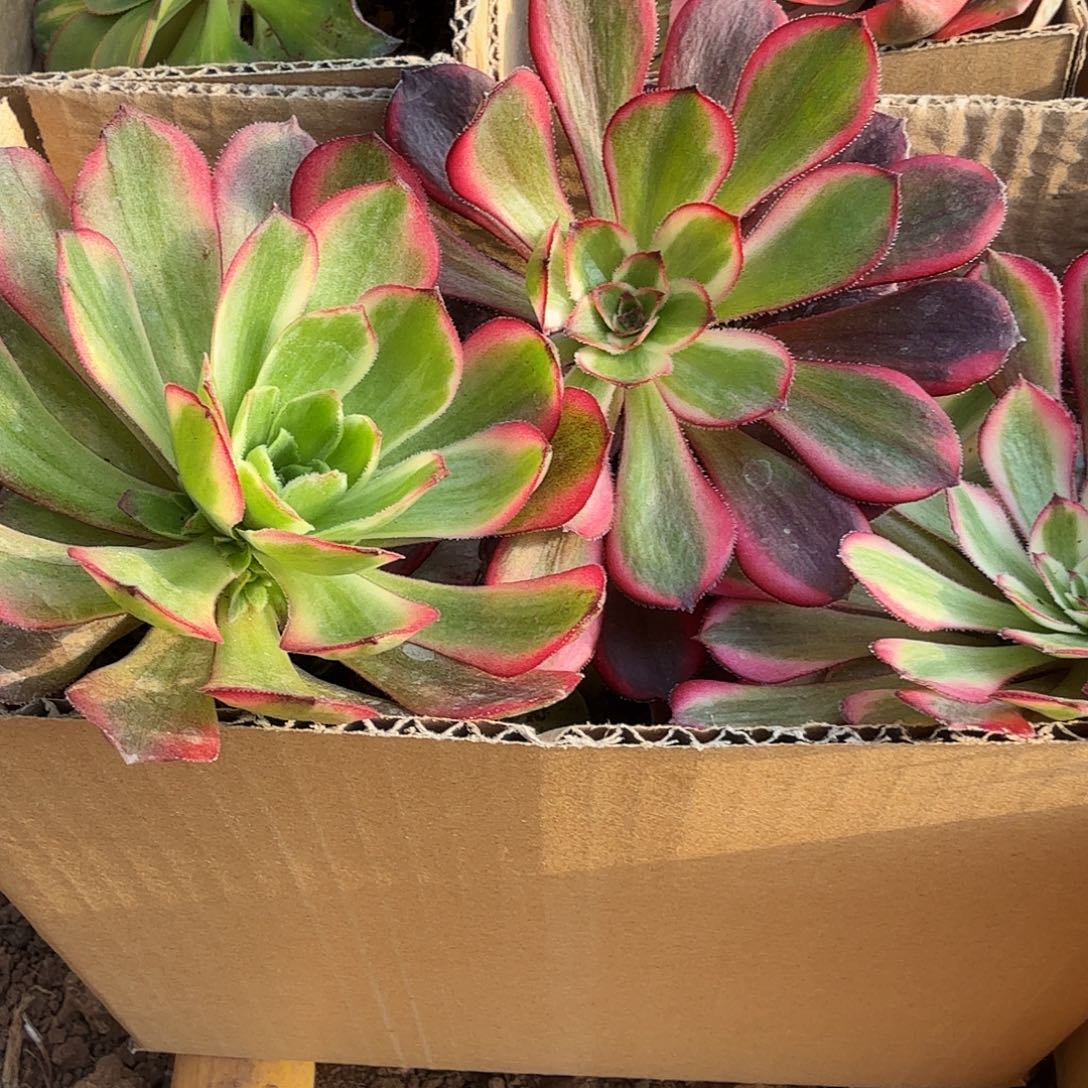 满满一箱子打底11棵量拍发12棵