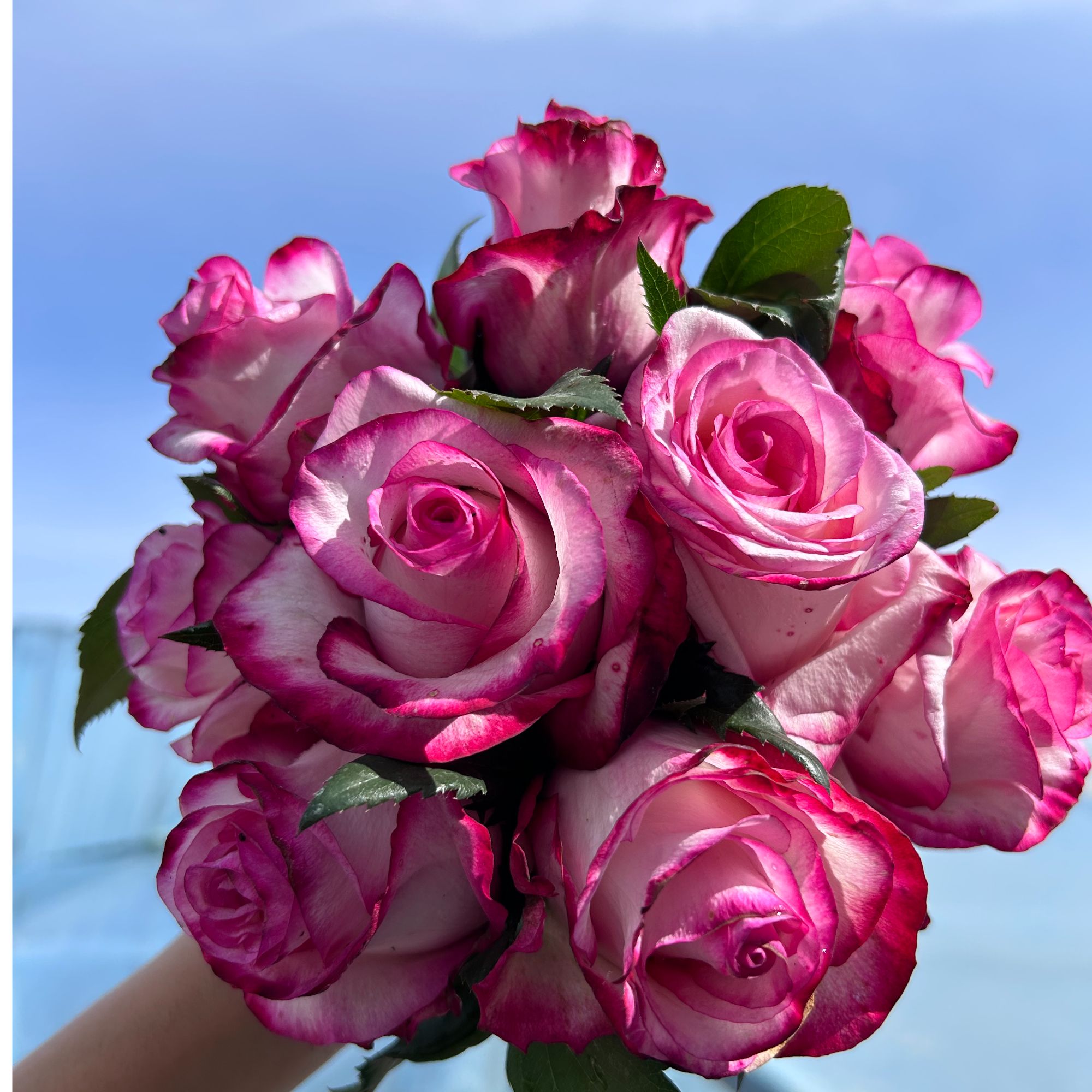 【卓昂玫瑰园】直播拍苗玫瑰四季开花庭院阳台切花高杯月季