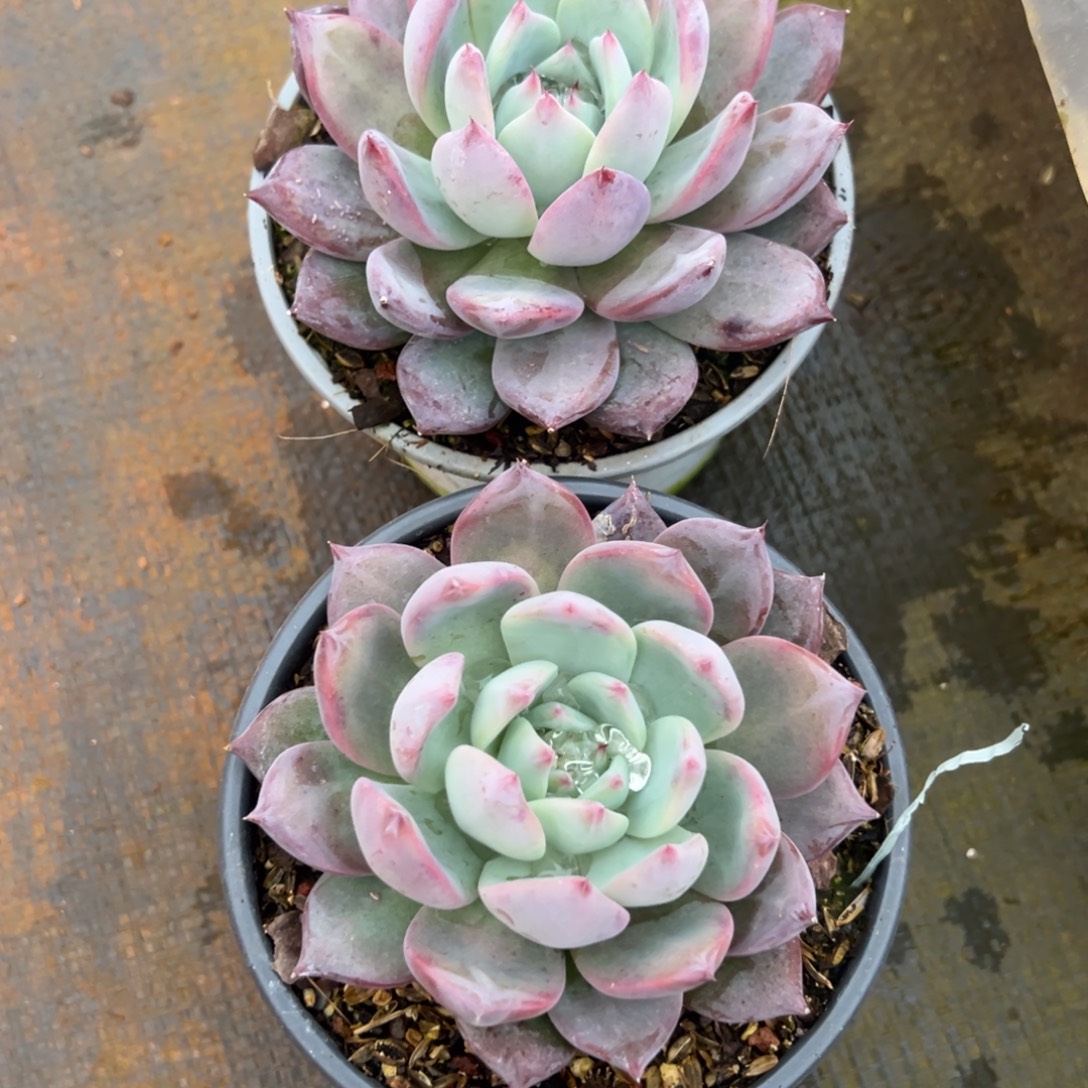 多肉植物钻石卡罗拉两个