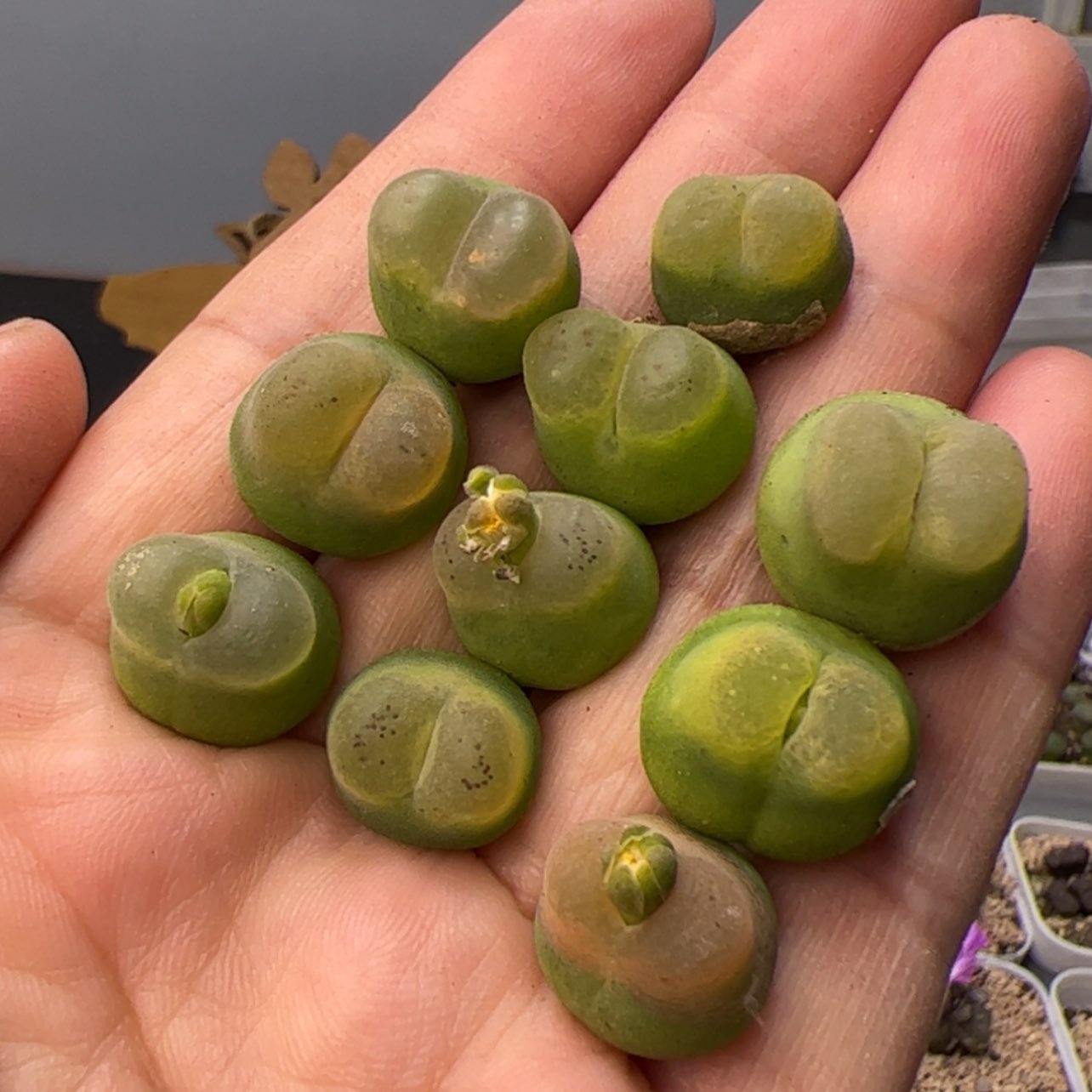 【闪购商品】0000000015