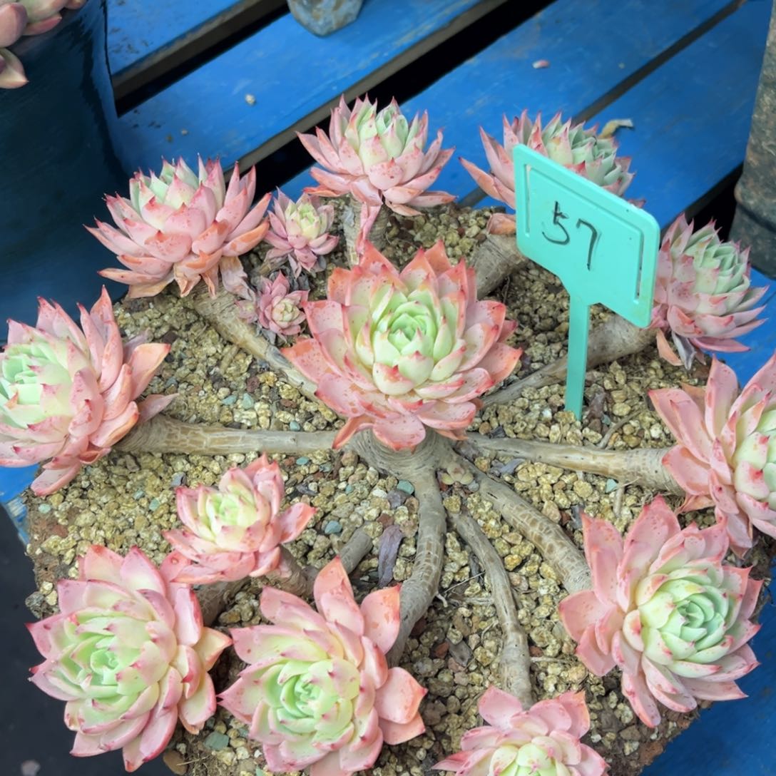 小雨多头三色堇老桩