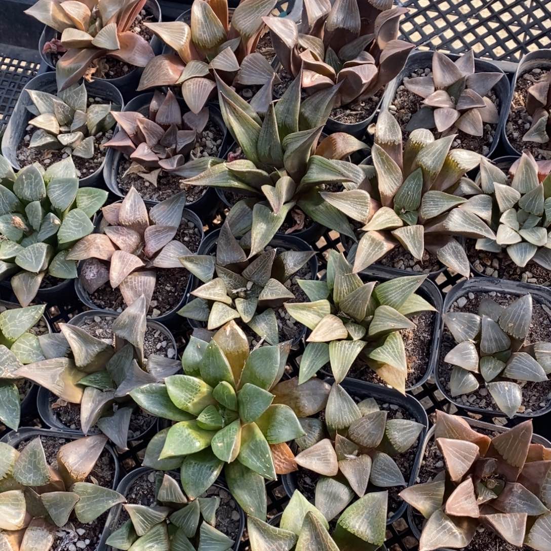 619 一盆实生大寿 周末整点福利