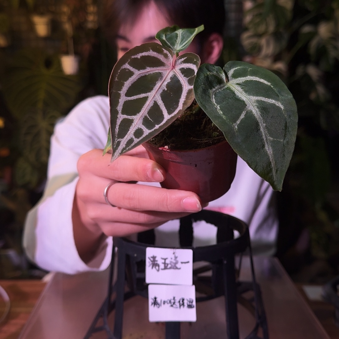 不开花植物G270米歇尔杂银红