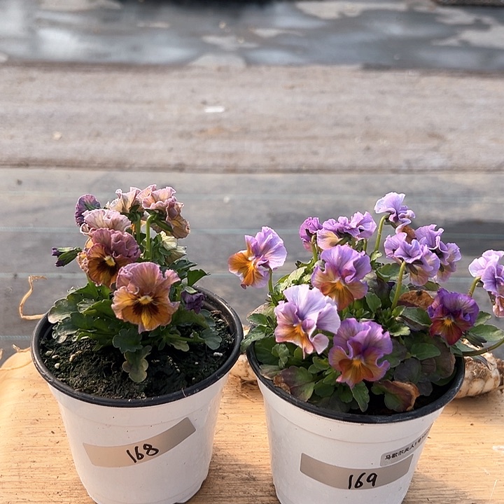 红陶抖音直播闪拍168-169