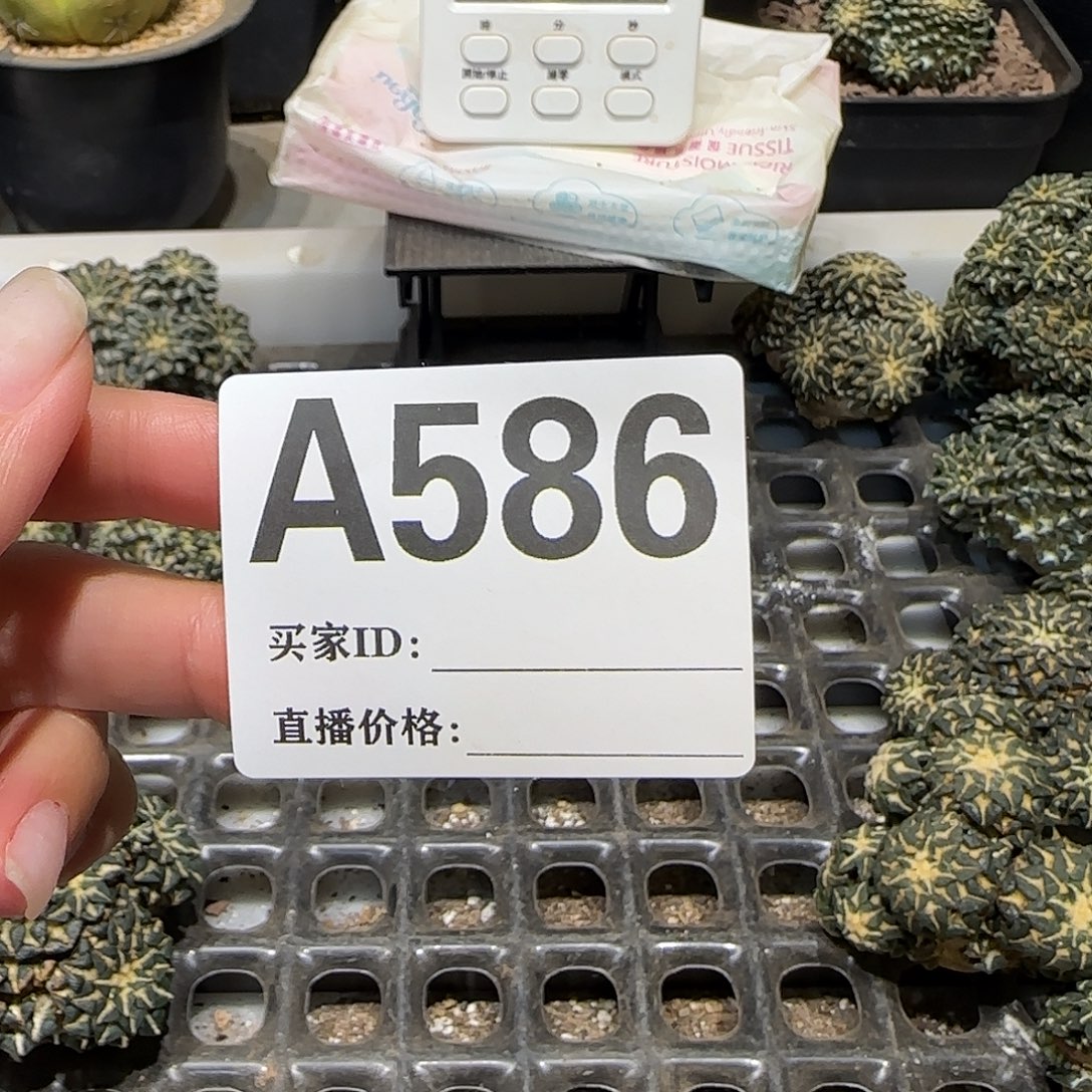 天***5实生仙人球特价一颗