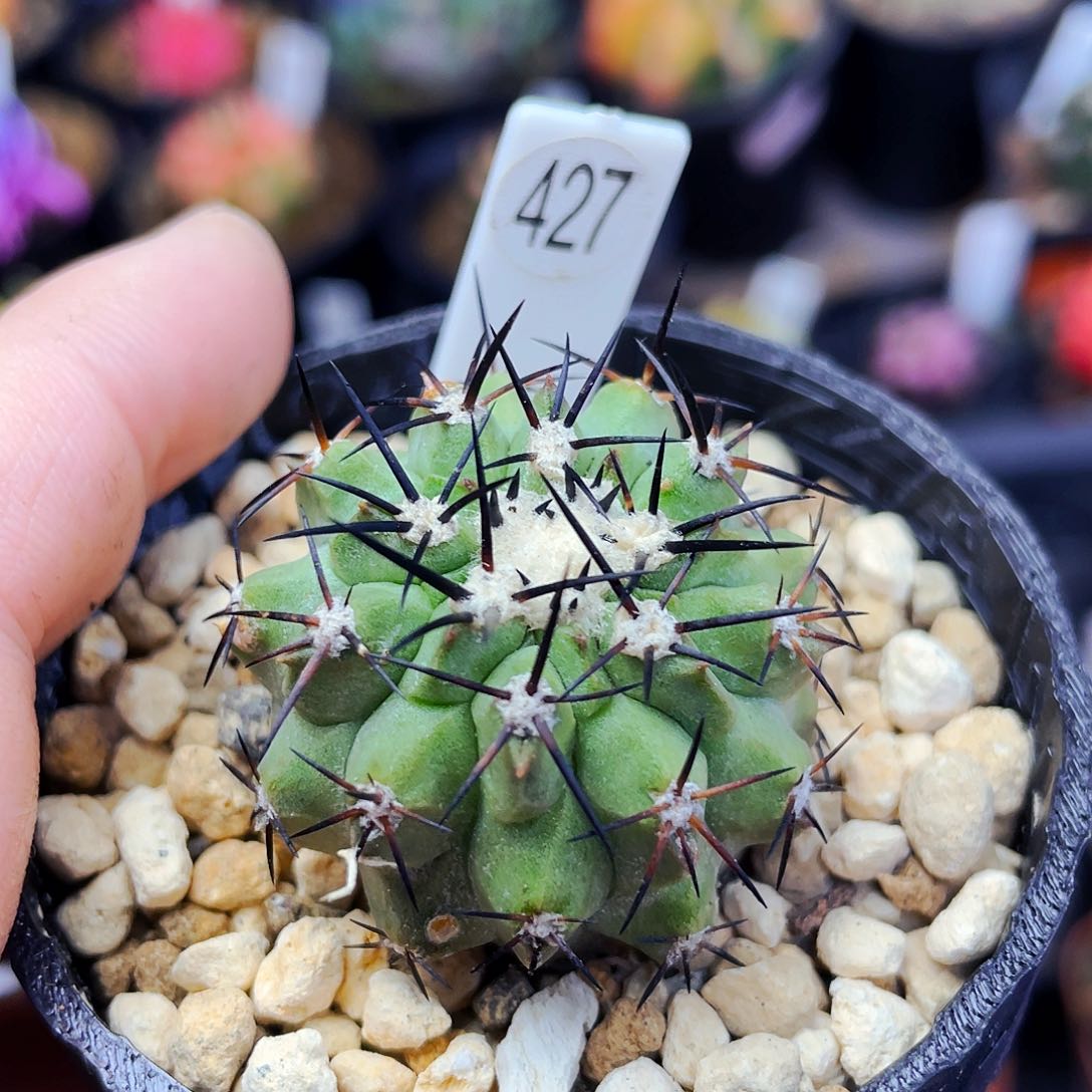 黑王丸非偏远地区满25包邮仙人球