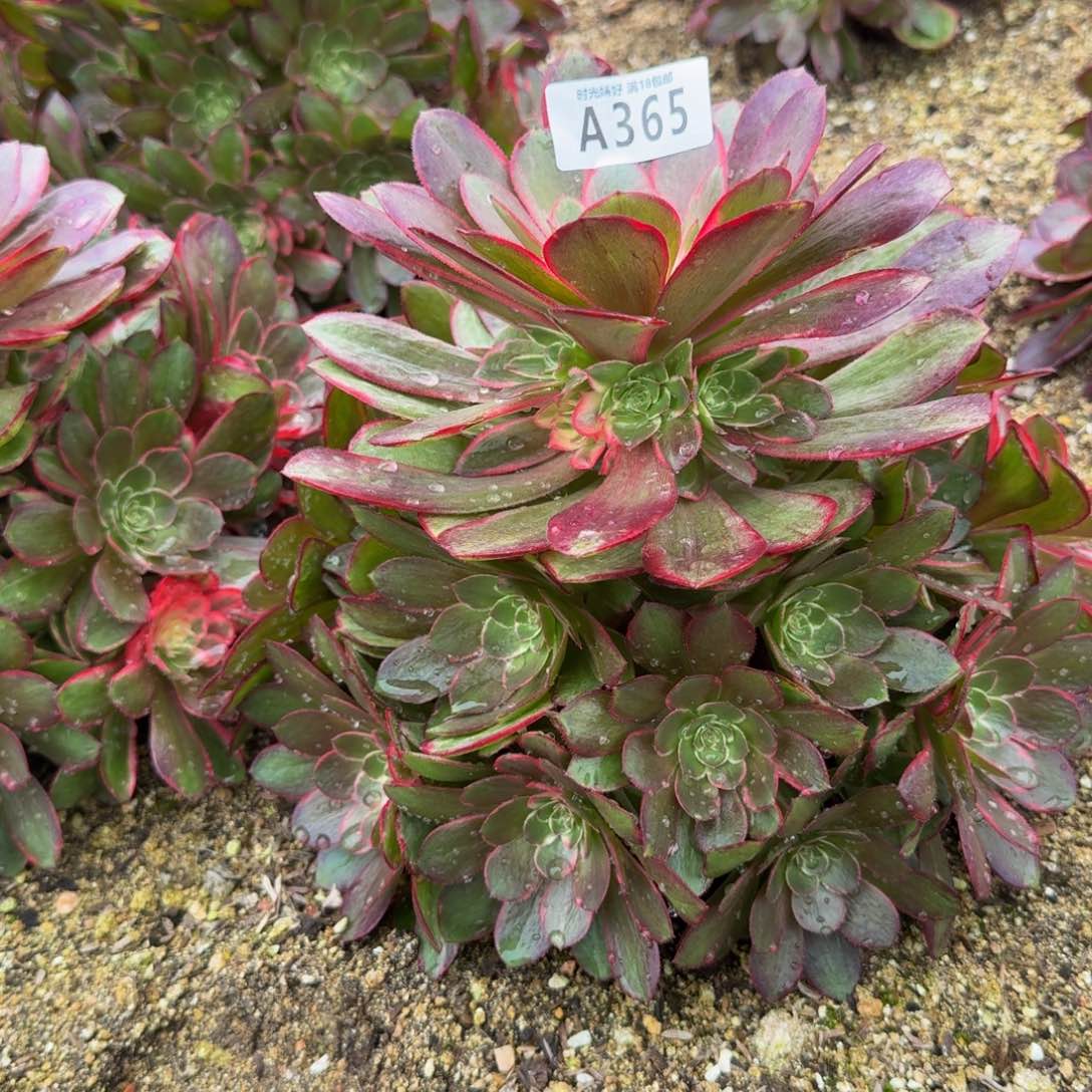 365粉冠。多肉植物