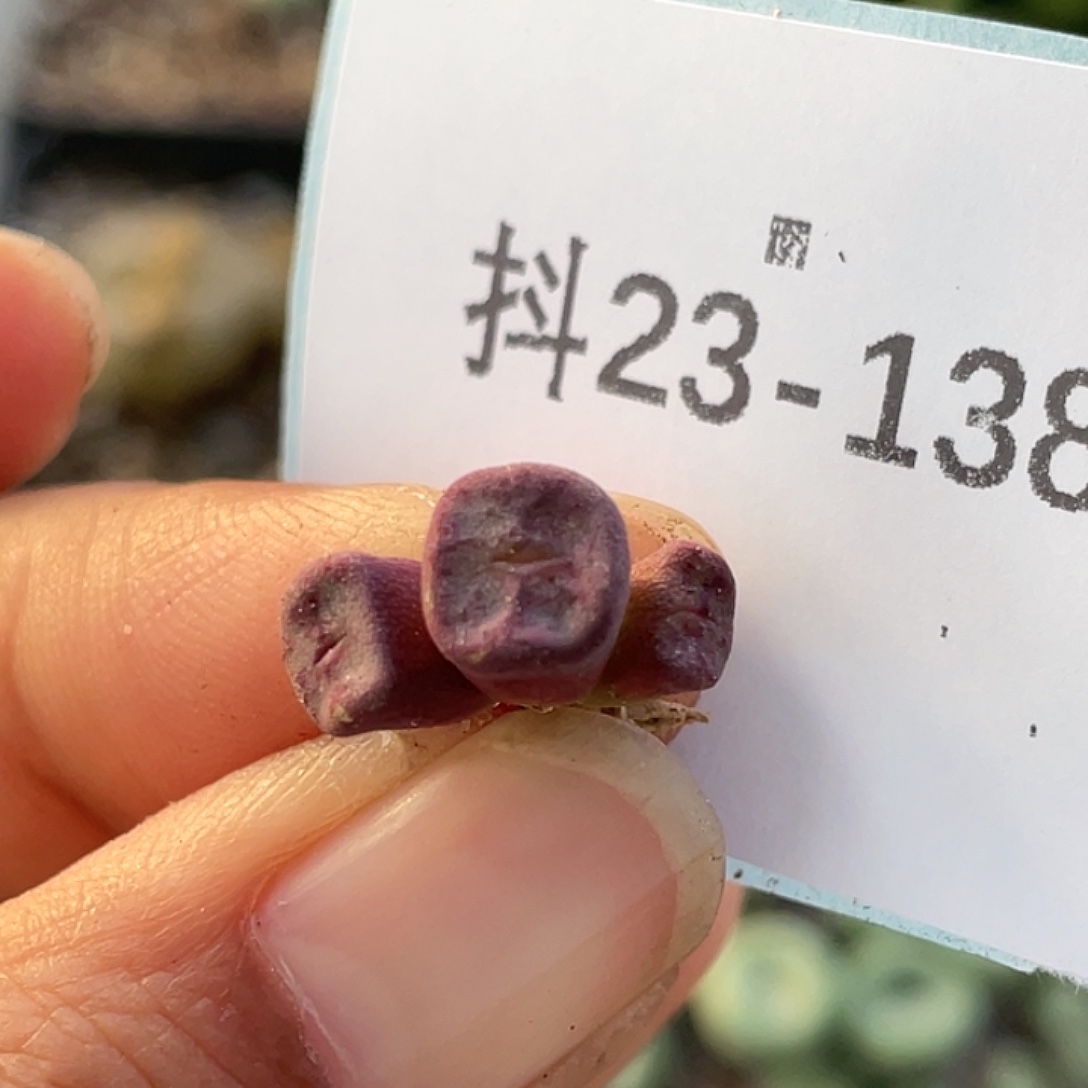 23-138方碗多肉植物