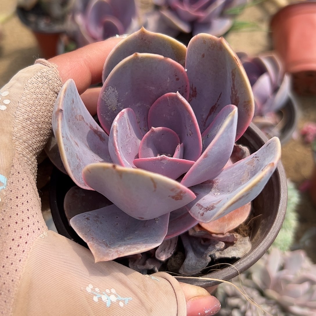 多肉植物多肉植物