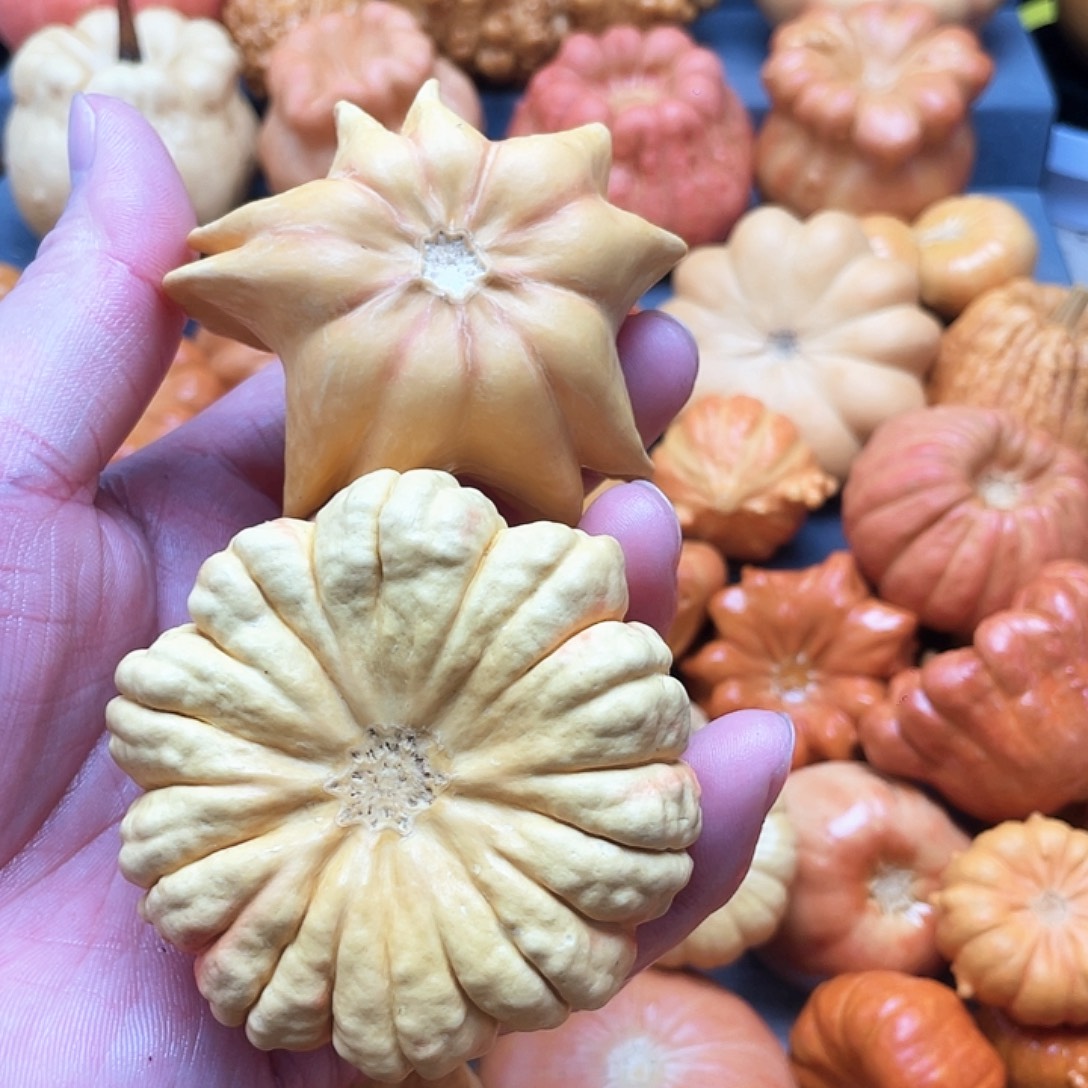 陈***保墨西哥葫芦风裂不退不换