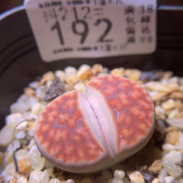 生石花多肉212.192