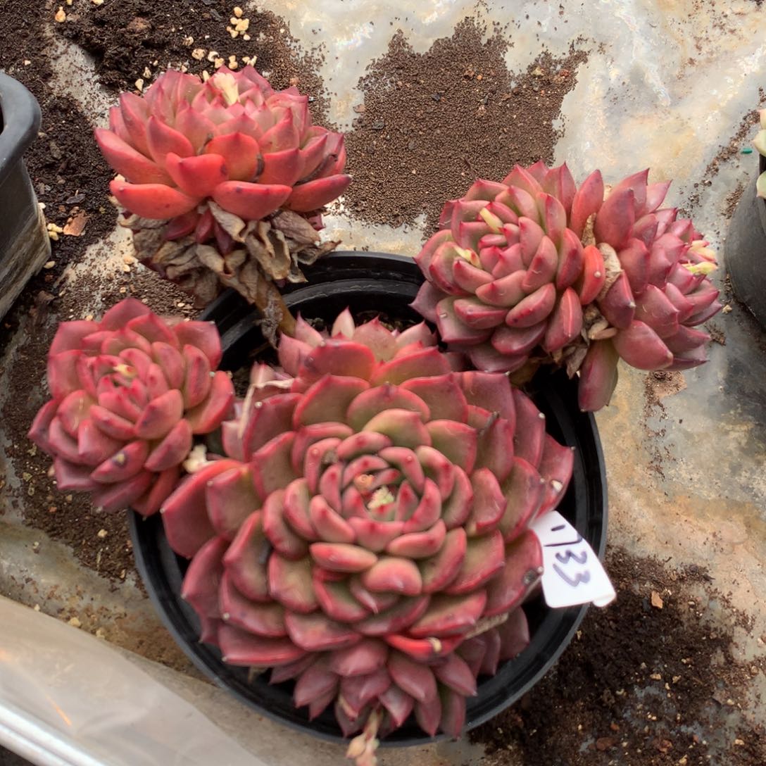 1733新年快乐发发发