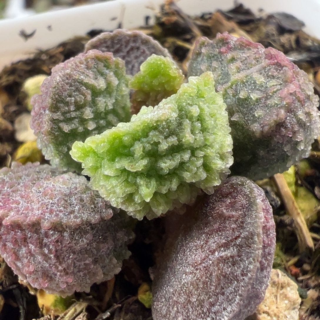 实生新品多肉植物水泡多肉植物