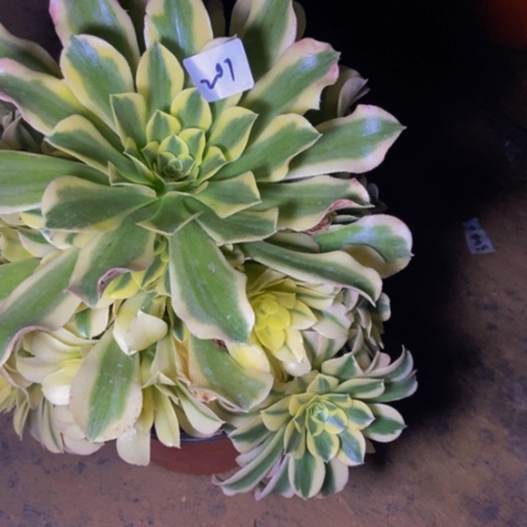 绿豆沙多肉201多肉不包断