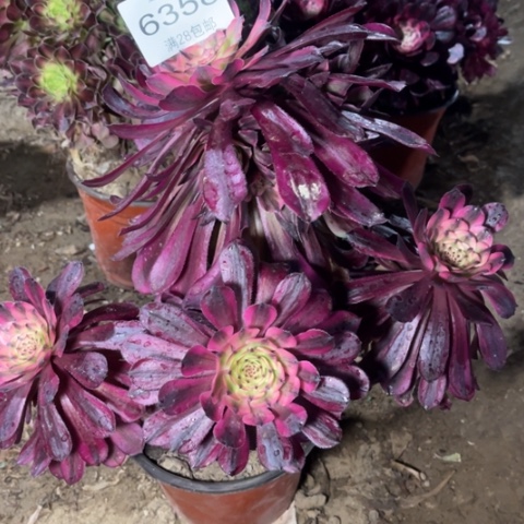 月蝉多肉多肉6358