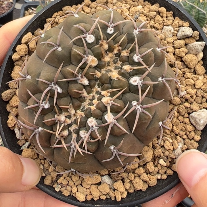 实生怪龙王缀化仙人球