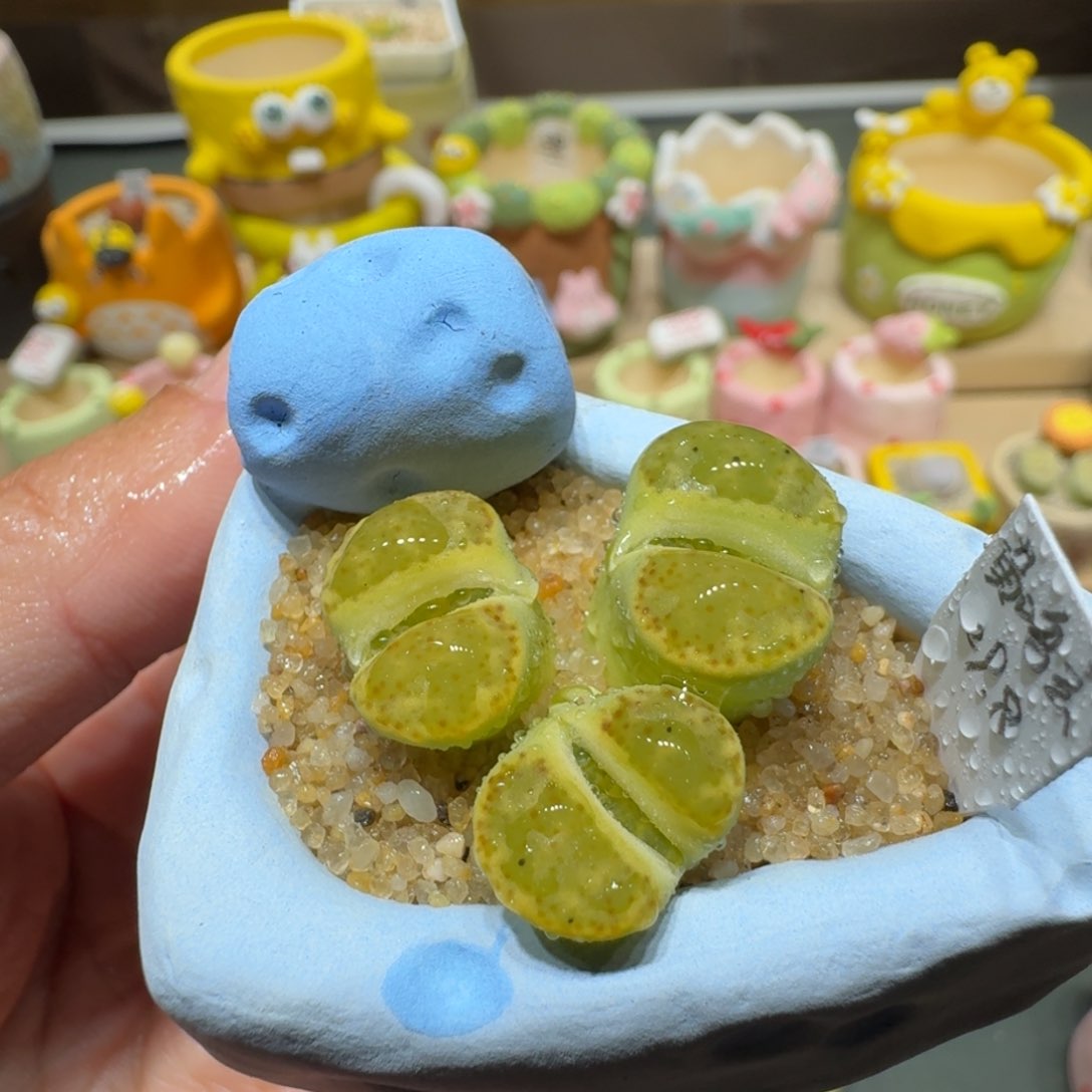 红陶蘑菇701黄鸣玄