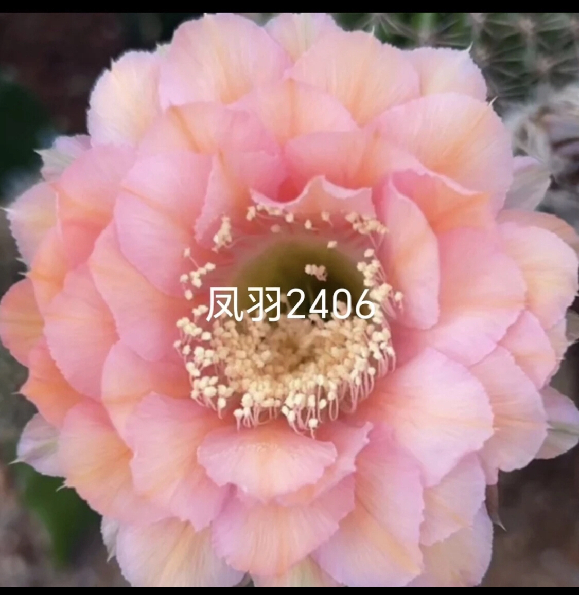 凤羽2406侧牙自根3公分