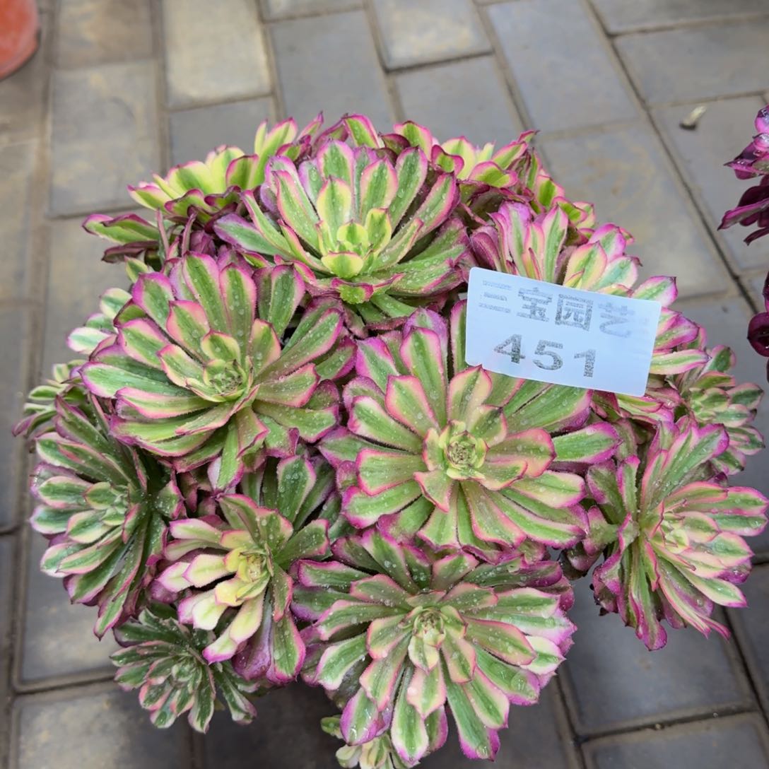 图*?多肉植物451辉煌朵朵